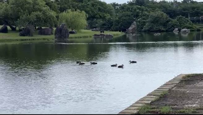 虹明湖自然生态丰富，有绿头鸭、天鹅、水鸟、乌龟、吴郭鱼、锦鲤鱼等。（民眾提供／吴佩蓉宜兰传真）