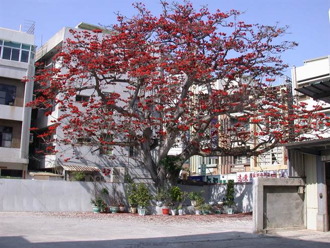 澎湖马公市重庆街的台银老刺桐以前开花的盛况。（澎湖农渔局提供／许逸民澎湖传真）