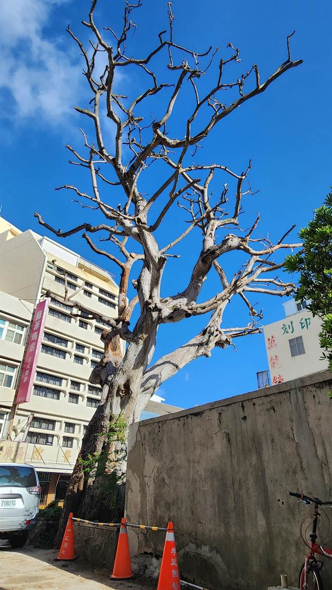 澎湖马公市重庆街的台银老刺桐已被判定死亡，将于明天移除。（许逸民摄）