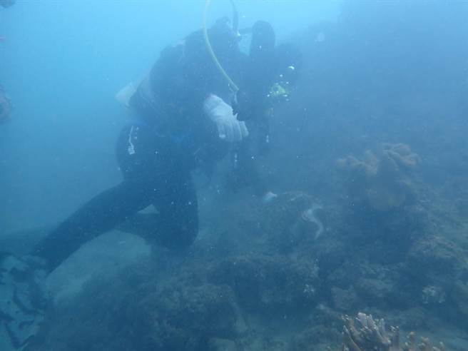 垦管处1日下水探查，将垦丁后壁湖死亡的砗磲贝带回制成标本。（垦管处提供／谢佳潾屏东传真）