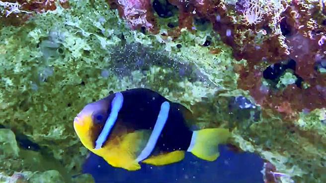 小丑魚爸爸超盡職，產卵後還會守護魚卵不讓其他魚來打擾孵化。（國立海科館提供／張志康基隆傳真）