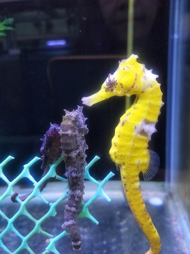 海馬爸爸絕對是模範，雌海馬會把卵產在雄海馬的育兒袋中，雄海馬會守護一到兩個月，才把小海馬「生」出來。（國立海科館提供／張志康基隆傳真）