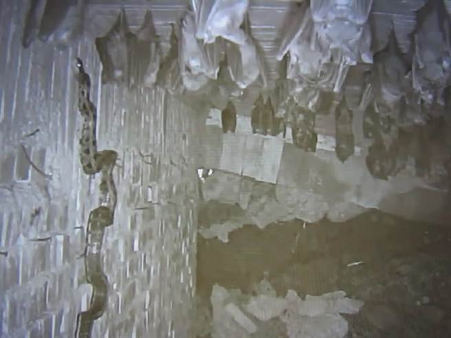 黑眉錦蛇於中午時段入侵母蝠生殖洞穴，大批倒掛熟睡的母蝠渾然不知。（王遠憲提供／孫英哲彰化傳真）