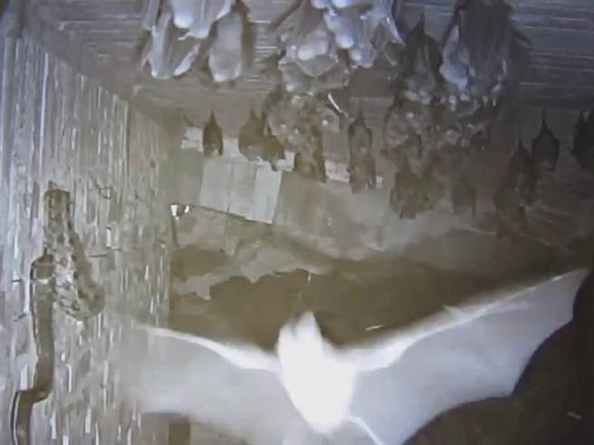 黑眉錦蛇纏繞一隻母蝠後，才有其他母蝠受到驚擾而飛離洞穴。（王遠憲提供／孫英哲彰化傳真）