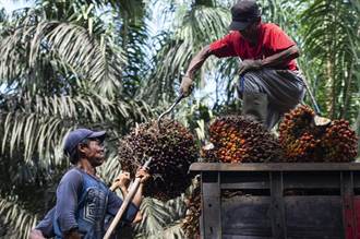 歐盟新規出口受阻 印尼棕櫚油擬拓展中國市場