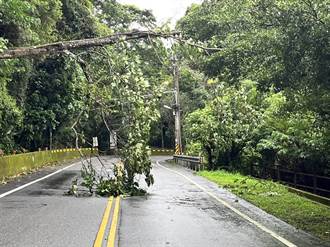 卡努颱風來襲！台8線二處路樹倒塌 警民合力清除