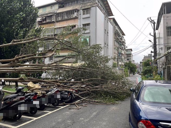 新店区中正路307巷内1棵高约10多公尺的路树，疑因禁不住强风强袭，应声倒塌，当场压住8部机车。（新店警分局提供）