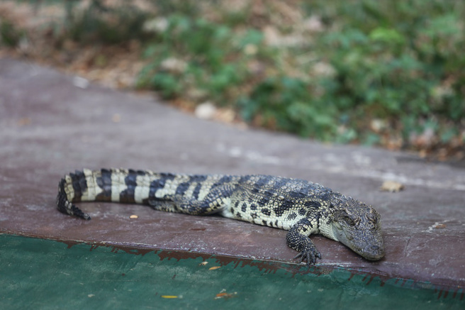 大陆西安一名村民听到家中传出诡异声响，检查后发现椅子下藏了一只迷你暹罗鱷。(示意图/达志影像)