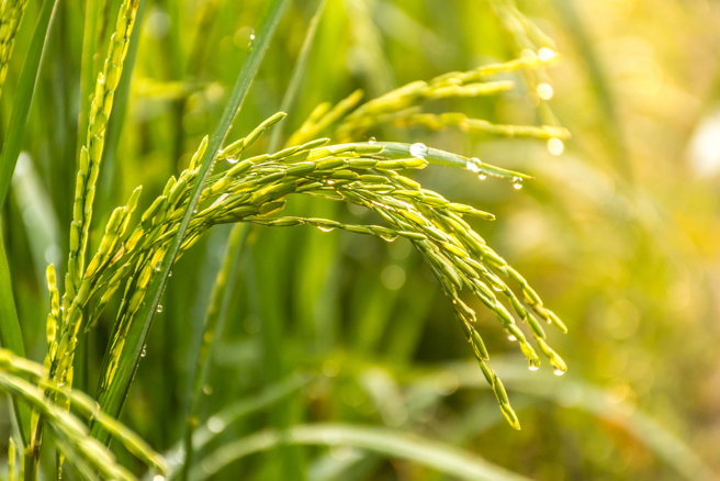 稻米價格目前在10年高點徘徊，而聖嬰現象（El Nino）把全球產量風險進一步加諸在泰國、巴基斯坦、越南等其他主要亞洲稻米生產國上。(示意圖/shutterstock)