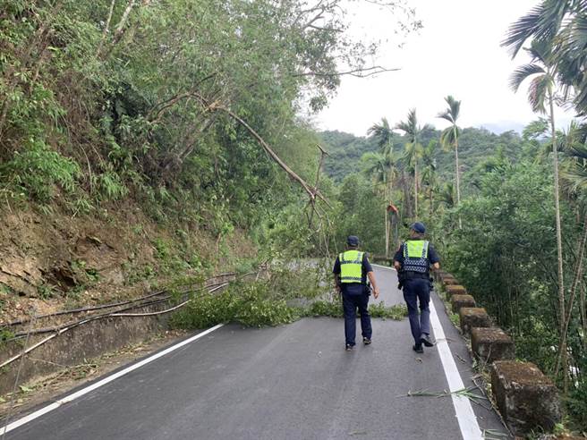 宜蘭縣三星鄉龍泉步道今（3日）上午路樹倒塌阻礙交通，導致雙向無法通行。（宜蘭縣警察局三星分局提供／吳佩蓉宜蘭傳真）
