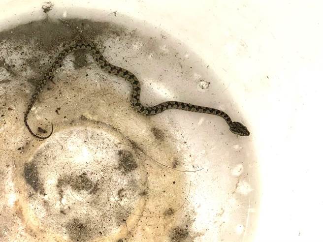 屏东58岁胡姓男子今天早上在台东县金峰乡工作时，左脚不慎被这只龟壳花咬伤。（民眾提供／蔡旻妤台东传真）