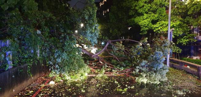 卡努打轉「風雨漸強」，北市中山區路樹倒榻「2車道受阻」。(翻攝照片)
