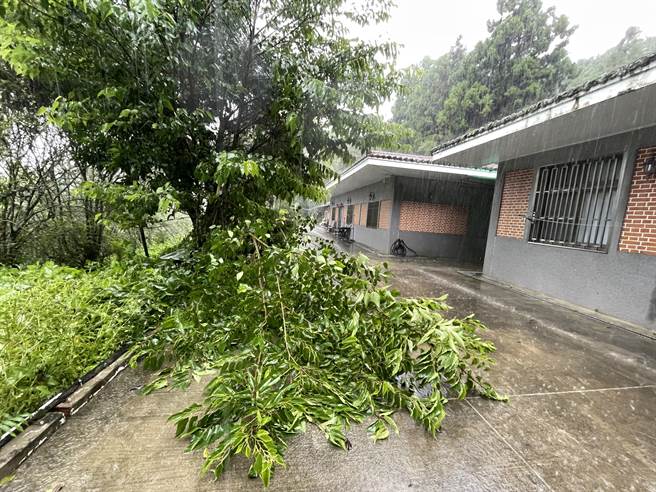 清境农场行站办公室前多处淹水，甚至有树不敌强风大雨倾倒。（民眾提供／杨静茹南投传真）