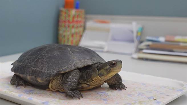 台東農民今天巡田時發現1隻烏龜，經生態人士確認發現竟是瀕臨絕種的1級保育類柴棺龜。（蔡旻妤攝）