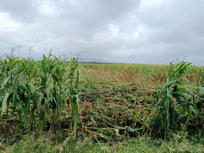 杜苏芮颱风导致高雄农损金额近亿元，在市府农业局争取下，今日再将西瓜、扁蒲、胡瓜、食用番茄、香瓜及硬质玉米等6项作物纳入农产业天然灾害现金救助及低利贷款项目，并自8月5日至8月14日止（假日不休息）受理农民申报。图为玉米作物。（高雄市农业局提供／林雅惠传真）