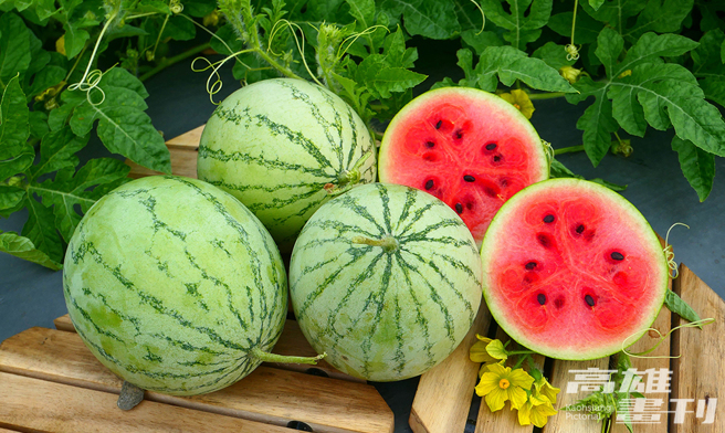 手掌大的「Miniball迷你小西瓜」在2023年臺北国际食品展引起国内外买家热烈讨论。(摄影/李瑰娴)