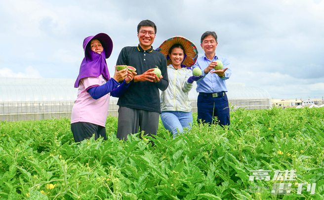 农友种苗利用云端大数据及分子标记等技术缩短育种时程，推出新品种Miniball迷你小西瓜。(摄影/李瑰娴)