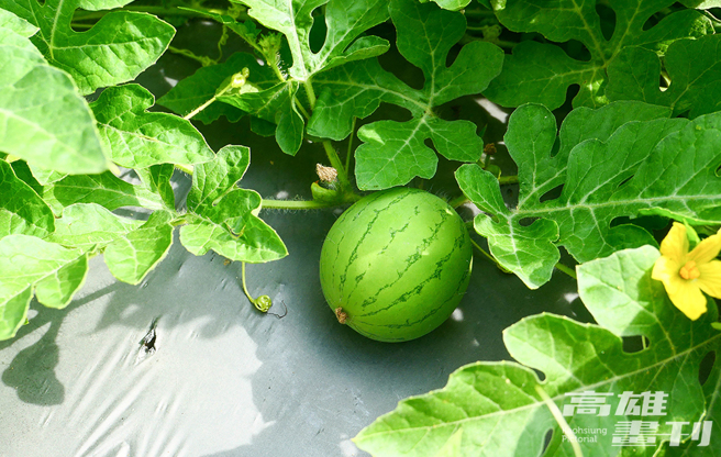 「Miniball迷你小西瓜」外观小巧可爱。(摄影/李瑰娴)