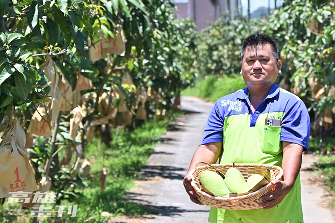 因生长于高海拔、日夜温差大，芒果甜份被牢牢锁进果肉里。 (摄影/Carter)