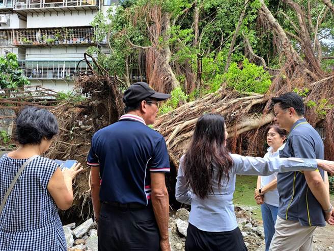 颱风卡努日前袭台，导致北市多处发生路树灾情，万华1棵百年大树也倒塌，在地居民十分不舍。（台北市议员应晓薇提供／刘彦宜台北传真）