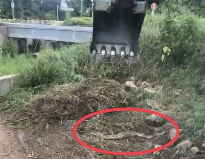 日前工程行執行馬路維修工程時，怪手挖草竟驚見3公尺巨蟒，嚇得工人拔腿就跑。(圖／允盛工程行提供)