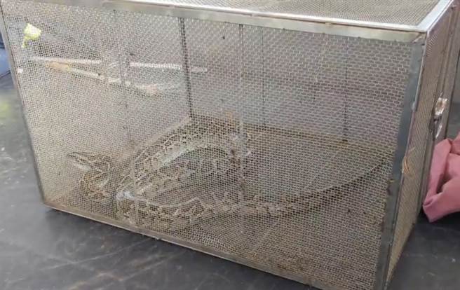 在雞舍飽餐後遭逮的緬甸蟒，不敵消防員的快手，只好乖乖就範被抓進籠子。(圖／金門縣消防局提供)