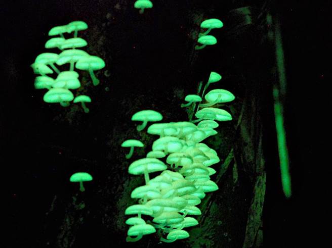 彰化市石牌坑亲水步道可常态看到稳定生长的萤光蕈。（石牌社区提供／孙英哲彰化传真）