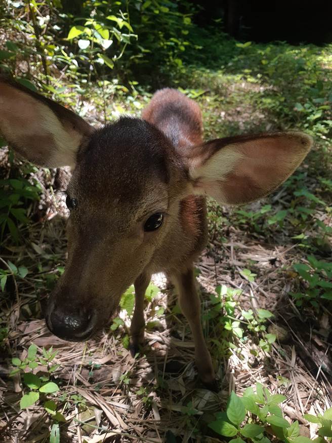 近来有民眾在石牌坑巧遇呆萌小水鹿。（石牌社区提供／孙英哲彰化传真）