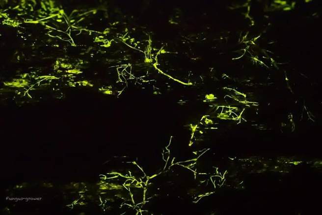 石牌坑亲水步道两侧竹木的萤光蕈在黑夜中发出绿光，有如魔幻的微光森林。（石牌社区提共／孙英哲彰化传真）