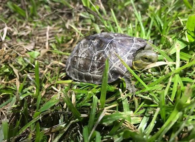 花莲县政鼓励农友採对环境有利的方式耕作农田，配合中央推动重要栖地生态服务给付计画，以「生态薪水」为概念，给予友善环境的生产者奖励津贴，鼓励农民维护农田生态系。（花莲县政府提供／罗亦晽花莲传真）
