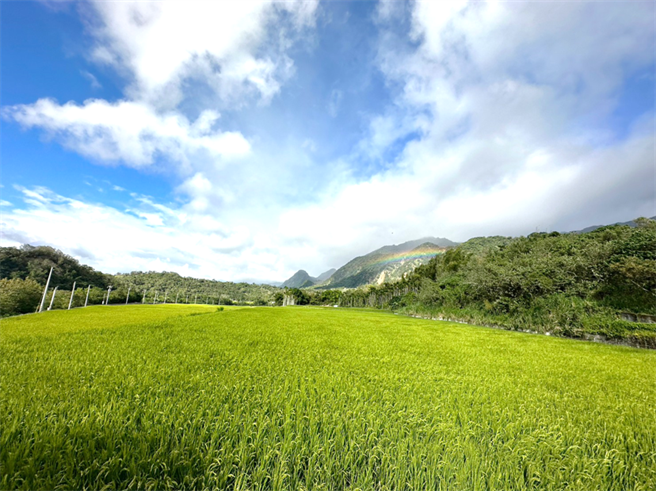 花莲县政府配合中央推动重要栖地生态服务给付计画，去年成功辅导5乡150多位农民取得奖励金，共营造逾137公顷的友善生态农田，今年将延续计画，持续守护家园友善的生态环境。（花莲县政府提供／罗亦晽花莲传真）