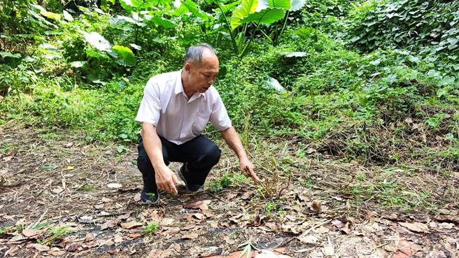 彰化縣清水岩文創生態協會理事長陳慶福看到鵪鶉屍陳遍野，直說真的太殘忍。（民眾提供／孫英哲彰化傳真）