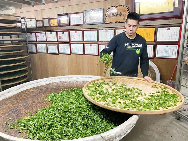 周子耀透過控溫除溼，讓茶菁走水順利，並掌握萎凋時間、揉捻茶葉及發酵程度製出好茶。（新北市農業提供）