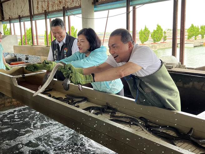 雲林縣長張麗善（中）今天下午陪侯友宜（右一）到口湖鄉與鰻魚養殖業者坐談當前困境，他體驗抓鰻。（周麗蘭攝）