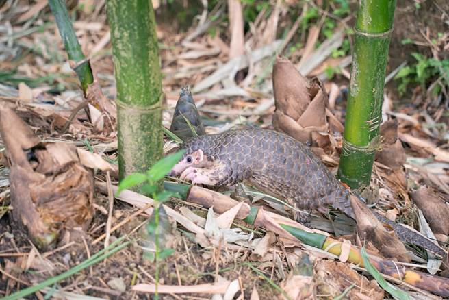 被转送到台北市立动物园治疗的穿山甲「动保529」，日前通过野放测试与评估。（动物园提供／蔡佩珈台北传真）