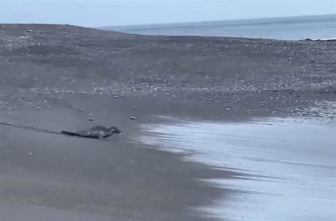 屏東旭海沙灘出現海豹。（圖／潘姓民眾提供）