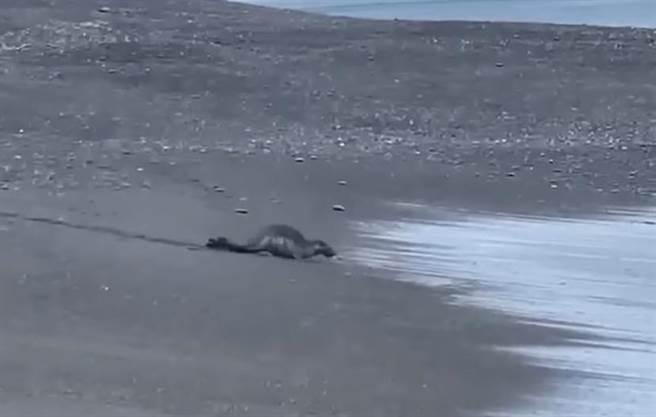 屏東旭海沙灘出現海豹。（圖／潘姓民眾提供）