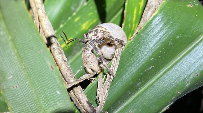（椰子蟹。圖／生多所提供）