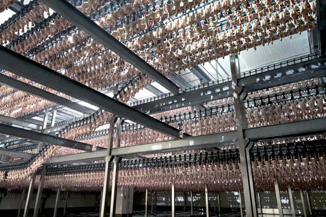 金丰盛食品投资13亿元，引进欧洲全套自动化设备，打造全台规格最高的「全气冷式电宰厂」，建构国产鸡肉一条龙供应链。（家乐福提供）