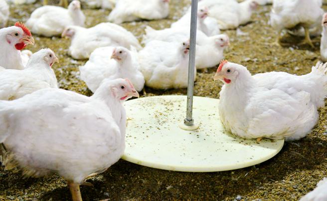 台湾人对鸡肉的热衷已成为不可或缺的民生所需，也是生鲜肉品销售冠军。（舒康鸡提供）