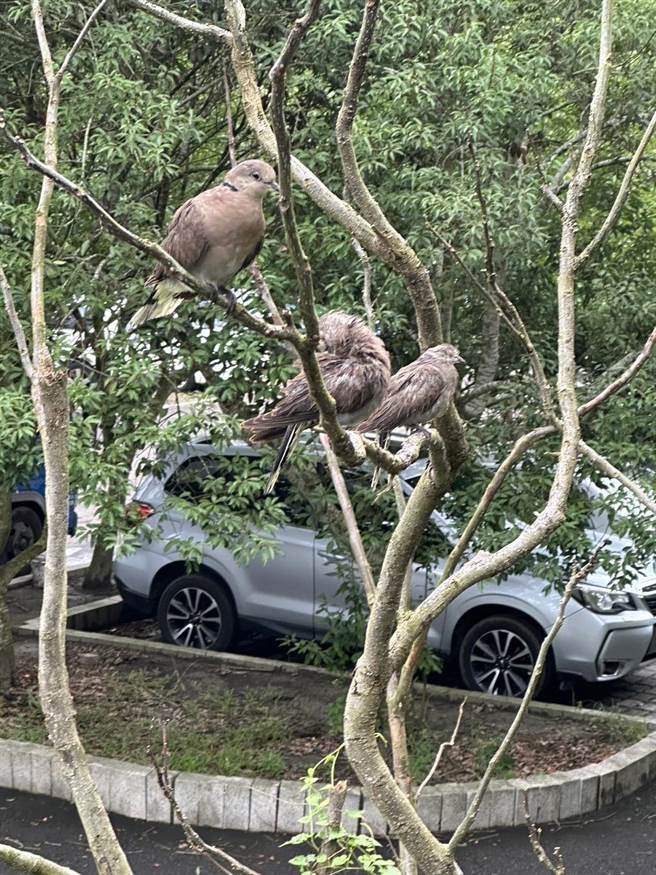  有民眾日前在彰化县社头乡十八弯古道水源保护区发现逾千只遭放生的鹌鹑，如今放生民眾找到了。（警方提供／吴建辉彰化传真）