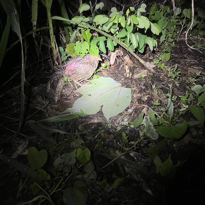 郭女供称，因上天旨意需要消灾祈福，因此向友人购买300只鹌鹑及友人赞助150只斑鸠与鸽子到清水岩放生。（警方提供／吴建辉彰化传真）