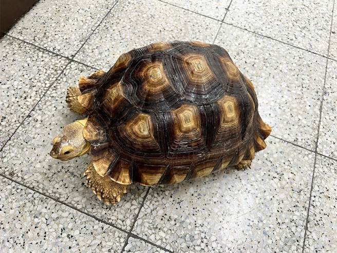 陸龜逃家逛大街，差點成車下亡「龜」。（警方提供）