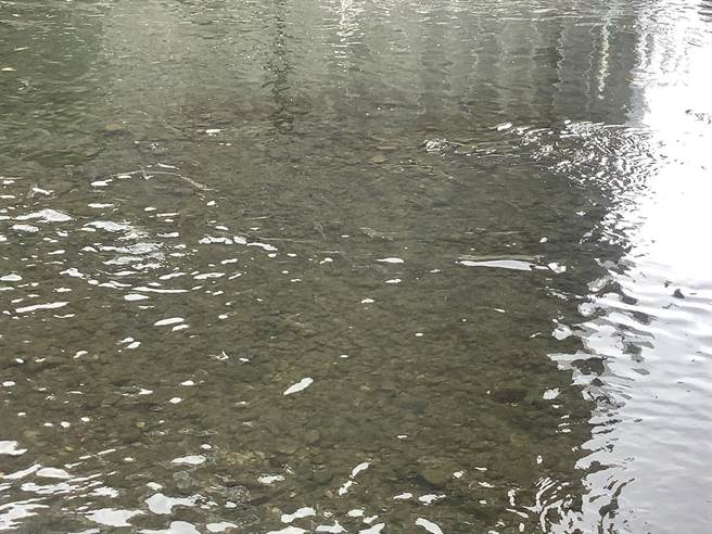 南崁溪(天助桥下)河水清澈鱼群游憩。(水务局提供／蔡依珍桃园传真)