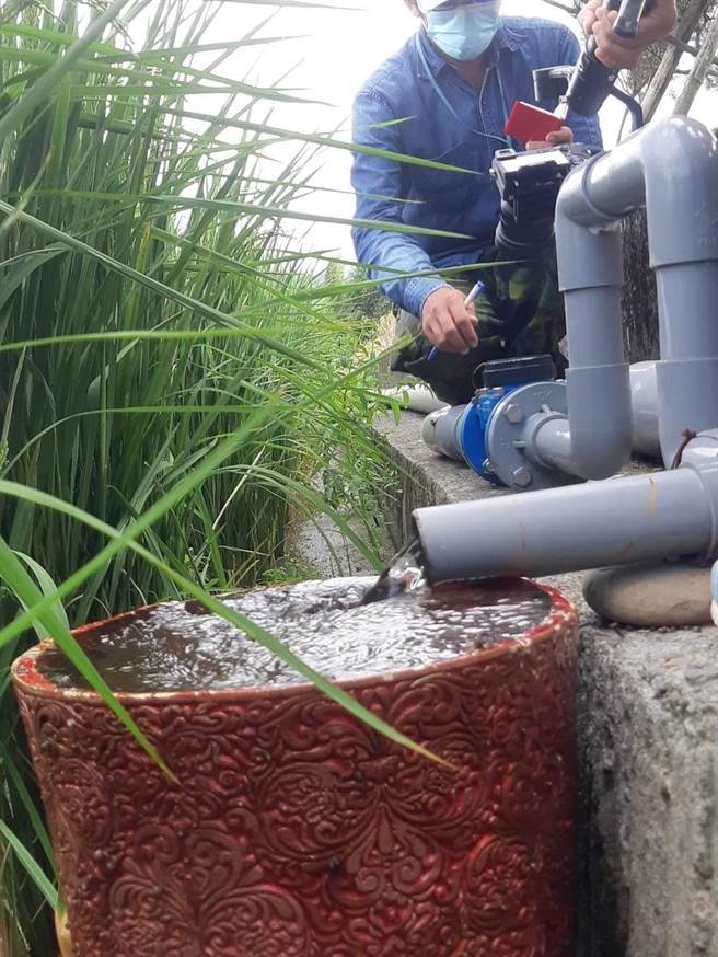 放流水灌溉之稻作生长情形。(水务局提供／蔡依珍桃园传真)