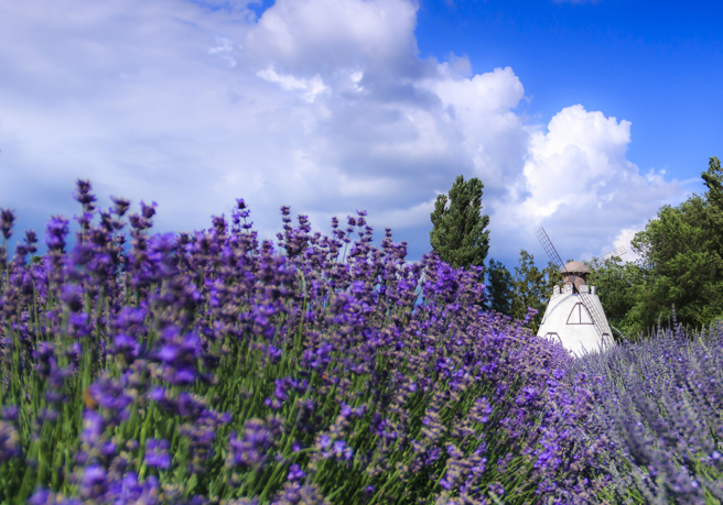 美国加州大学尔湾分校使用薰衣草等7种精油，供受试者睡前以扩香器于卧室散发香气，记忆力测验结果表现较佳。（图／Shutterstock）