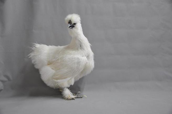 （天晴乌骨鸡。图／畜试所提供）