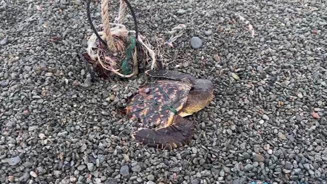 1头幼年玳瑁全身遭废弃渔网、绳索缠绕，受困兰屿八代湾沙滩石砾中。（民眾提供／萧嘉蕙台东传真）