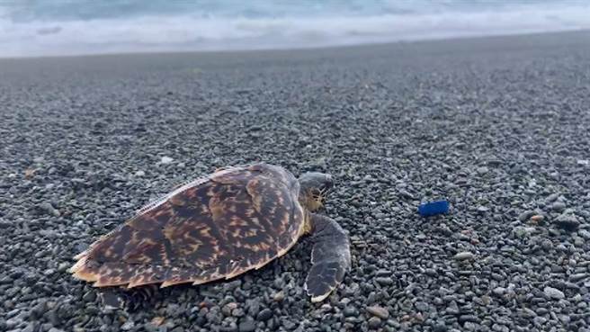 身长约20公分的小玳瑁，疑似为了吃海草不慎被绳索网住，脱困后顺利游回大海。（民眾提供／萧嘉蕙台东传真）