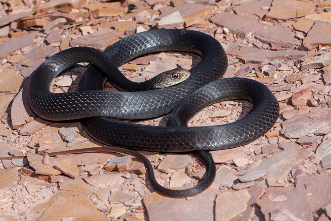 以色列一条黑鞭蛇想吞下豪猪却反遭猎物身上的刺伤害，最终双方都不幸死亡。(示意图/达志影像)